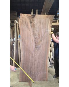Black Walnut 