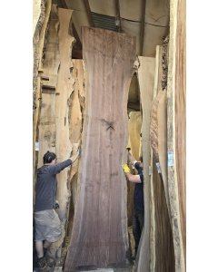 Black Walnut 