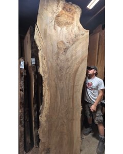Bastogne Walnut