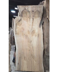 Silver Maple 