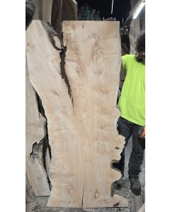 Big Leaf Maple