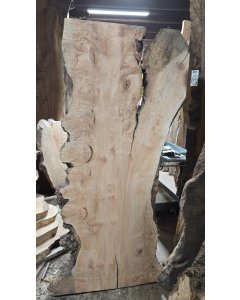 Big Leaf Maple burled