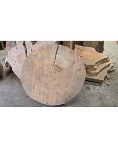 Hawaiian Norfolk Pine