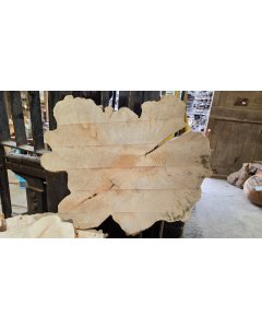 Big Leaf Maple