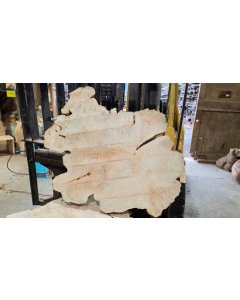 Big Leaf Maple