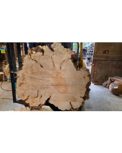 Big Leaf Maple