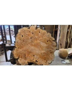 Big Leaf Maple Burl 