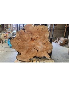 Big Leaf Maple Burl
