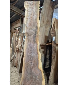 Black Walnut