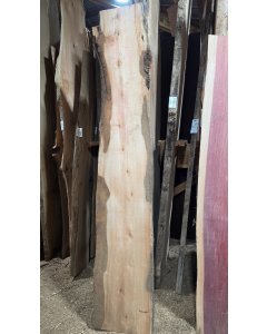 Hawaiian Black Wattle