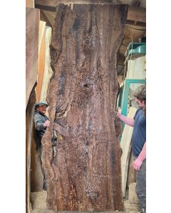 Bastogne Walnut
