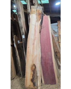 Hawaiian Black Wattle 