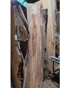 Hawaiian Black Wattle 