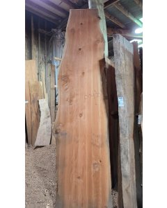 Cedar