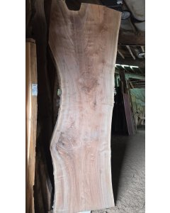 Black Walnut 