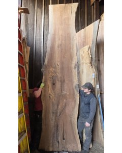 Black Walnut 