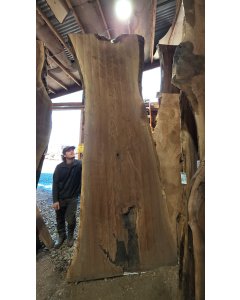 Black Walnut