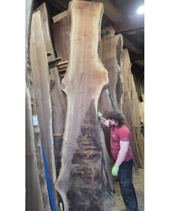 Black Walnut