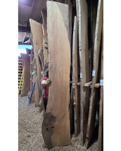 Big Leaf Maple