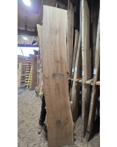 Elm