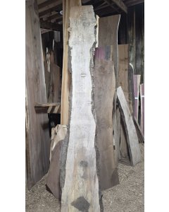 Big Leaf Maple