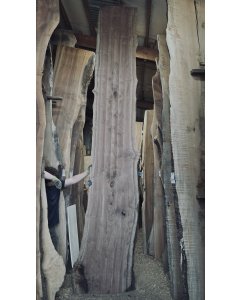 Black Walnut 