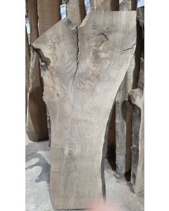 Big Leaf Maple