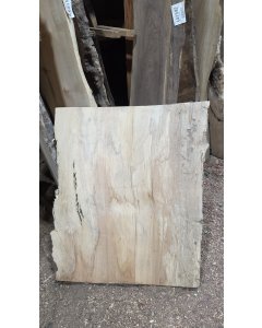 Big Leaf Maple 