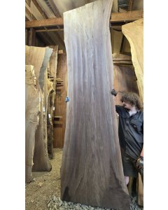 Black Walnut 