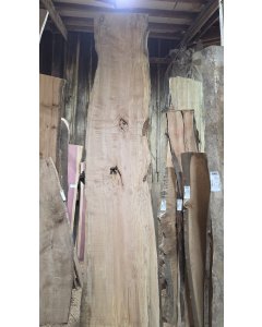Big Leaf Maple 