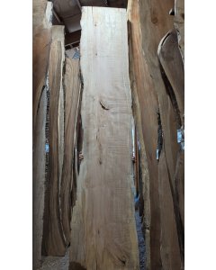 Big Leaf Maple