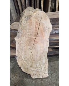 Big Leaf Maple