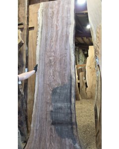 Black Walnut