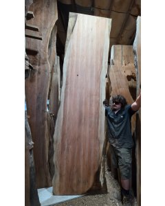 Sequoia