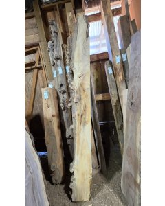 Big Leaf Maple