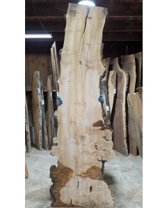 Big Leaf Maple