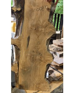Big Leaf Maple 