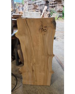 Big Leaf Maple 