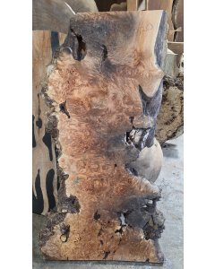 Big Leaf Maple Burl