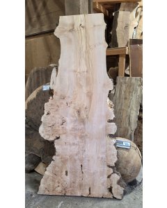 Big Leaf Maple Burl