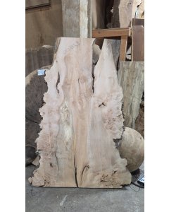 Big Leaf Maple Burl