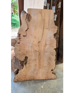 Big Leaf Maple Burl