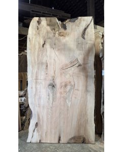 Silver Maple