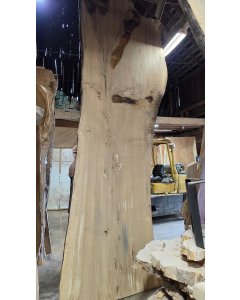 White Oak