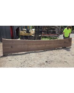 Black Walnut