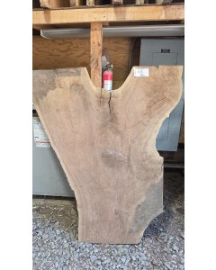 Black Walnut 