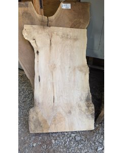 Big Leaf Maple