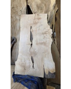 Big Leaf Maple