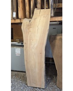 Elm 