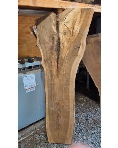 Black Walnut